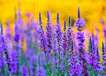 《守望先锋》国服高级战令补偿公布 最多可获得4400守望金币